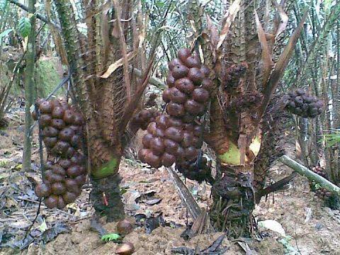 cây mây indo vị mật ong (Salak Pondoh) cây mây indo vị mật ong (Salak Pondoh)