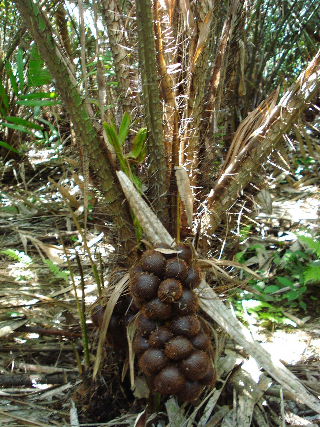 cây mây indo vị mật ong (Salak Pondoh) cây mây indo vị mật ong (Salak Pondoh)