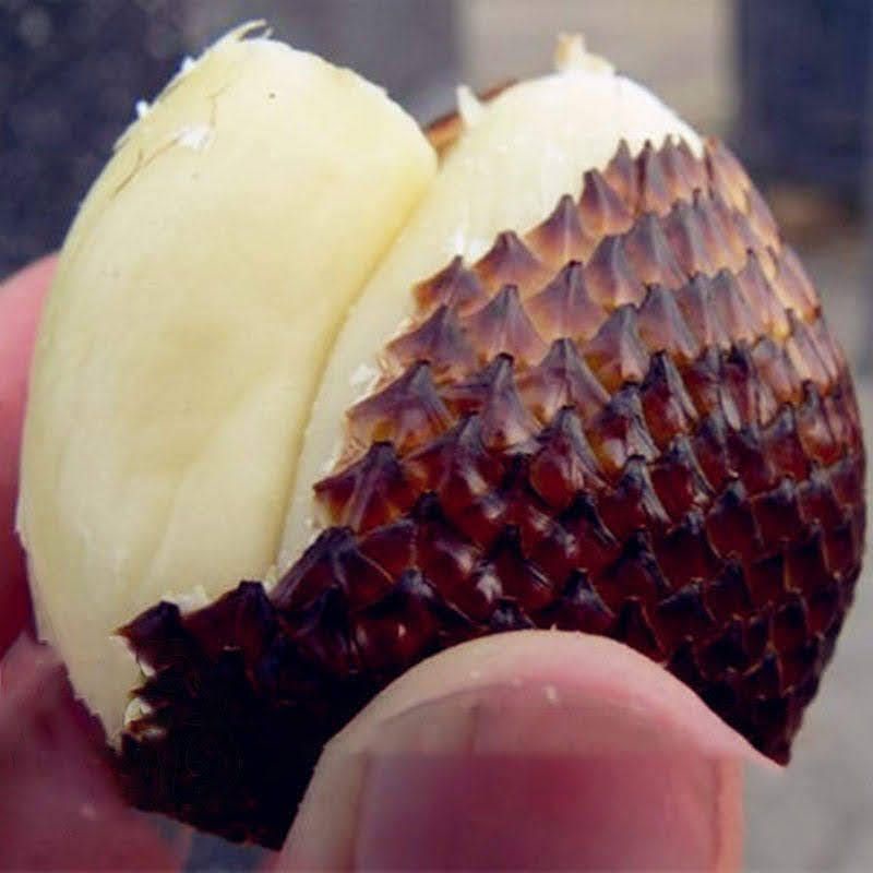 cây mây indo vị mật ong (Salak Pondoh) cây mây indo vị mật ong (Salak Pondoh)