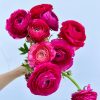 hoa mao lương (hoa hồng ri ba tư ) màu hồng hà lan ” Ranunculus Pink “