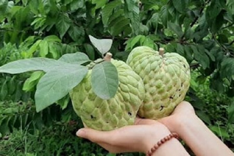 giống na ta (na dai lạng sơn) giống na ta (na dai lạng sơn)