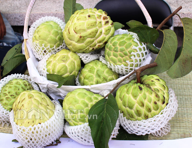 giống na ta (na dai lạng sơn) giống na ta (na dai lạng sơn)