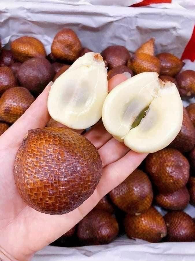cây mây indo vị mật ong (Salak Pondoh) cây mây indo vị mật ong (Salak Pondoh)