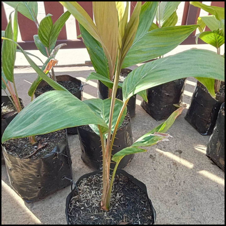 cây mây indo vị mật ong (Salak Pondoh) cây mây indo vị mật ong (Salak Pondoh)