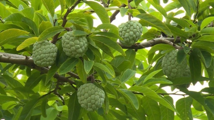 giống na ta (na dai lạng sơn) giống na ta (na dai lạng sơn)