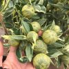 Cây quất (tắc ) cẩm thạch