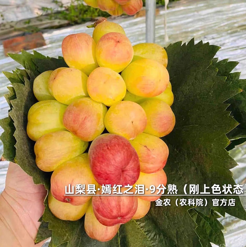 Giống Nho Red Tears - Nước mắt đỏ Siêu phẩm quả ngọt to nặng nhất thế giới Giống Nho Red Tears - Nước mắt đỏ Siêu phẩm quả ngọt to nặng nhất thế giới