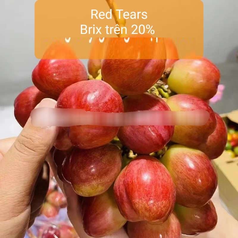 Giống Nho Red Tears - Nước mắt đỏ Siêu phẩm quả ngọt to nặng nhất thế giới Giống Nho Red Tears - Nước mắt đỏ Siêu phẩm quả ngọt to nặng nhất thế giới