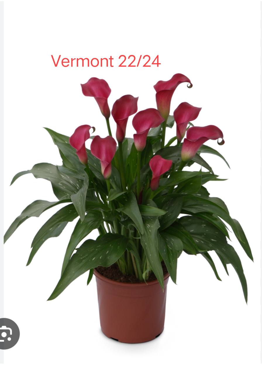 củ giống hoa rum ngoại Calla Lily ' VERMONT ' size 22/24 củ giống hoa rum ngoại Calla Lily ' VERMONT ' size 22/24