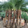 cau nga mi - đủ size cây, đủ kích thước