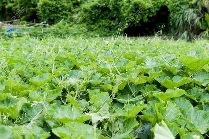 Cây Giống bí siêu ngọn Cây Giống bí siêu ngọn