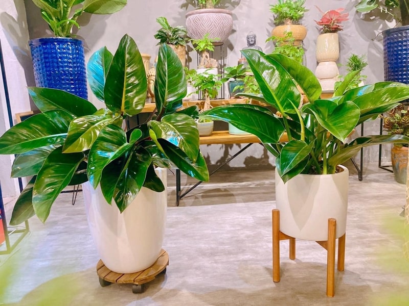 trầu bà đế vương xanh trầu bà đế vương xanh