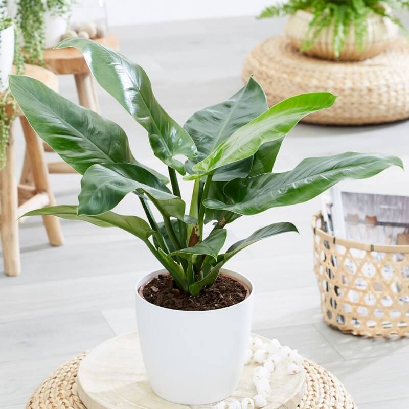 trầu bà đế vương xanh trầu bà đế vương xanh