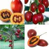 cây giống  cà chua thân gỗ Tamarillo ươm vỉ
