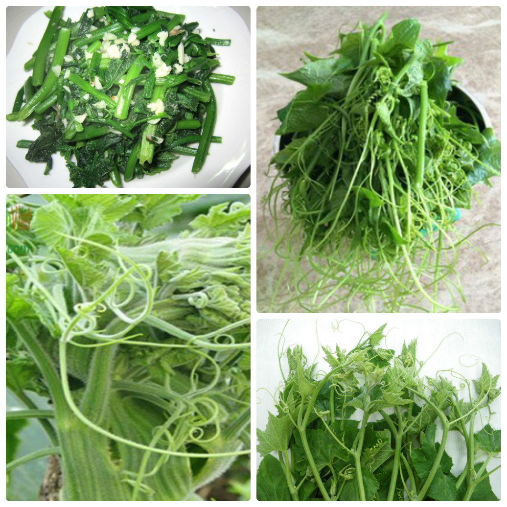 Cây Giống bí siêu ngọn Cây Giống bí siêu ngọn
