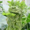 Cây Giống bí siêu ngọn