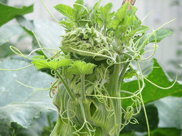 Cây Giống bí siêu ngọn Cây Giống bí siêu ngọn
