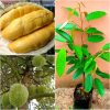 cây giống sầu riêng Ri6 gốc to