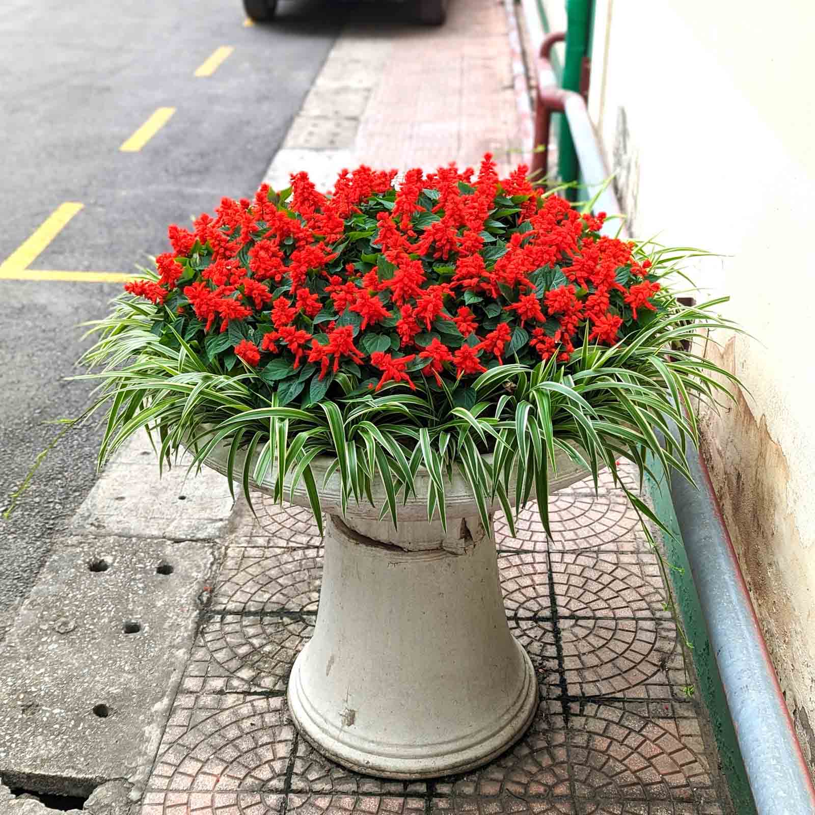 Cây giống Hoa Xác Pháo Đỏ Cây giống Hoa Xác Pháo Đỏ