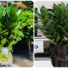 cây trúc phát lộc búp sen