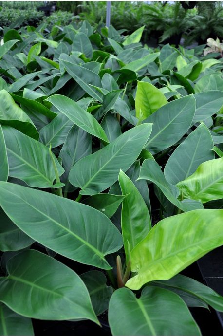trầu bà đế vương xanh trầu bà đế vương xanh