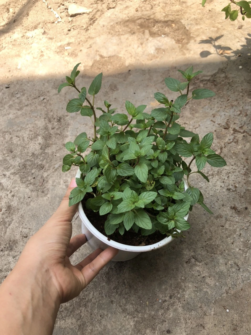 Cây Giống RAU húng Bạc Hà Sô cô la - Chocomint Cây Giống RAU húng Bạc Hà Sô cô la - Chocomint