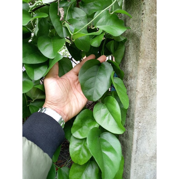 Cây giống sâm lá trơn Cây giống sâm lá trơn