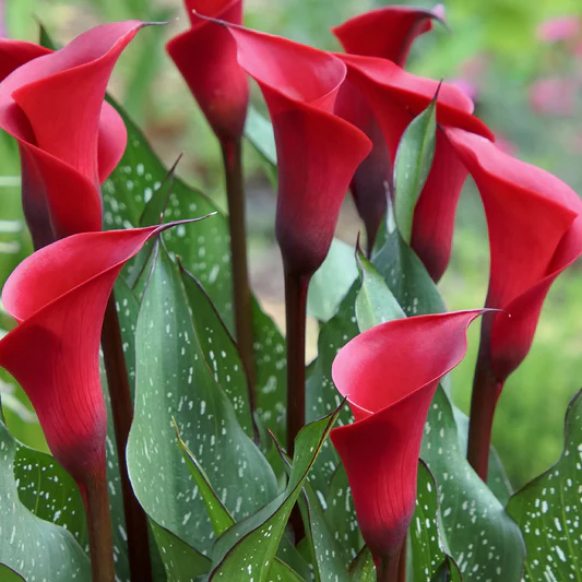 củ giống hoa rum ngoại Calla Lily ' VERMONT ' size 22/24 củ giống hoa rum ngoại Calla Lily ' VERMONT ' size 22/24