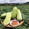 Cây Giống dưa Mèo tây bắc