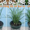 Cây Giống hẹ bụi nhiều thân
