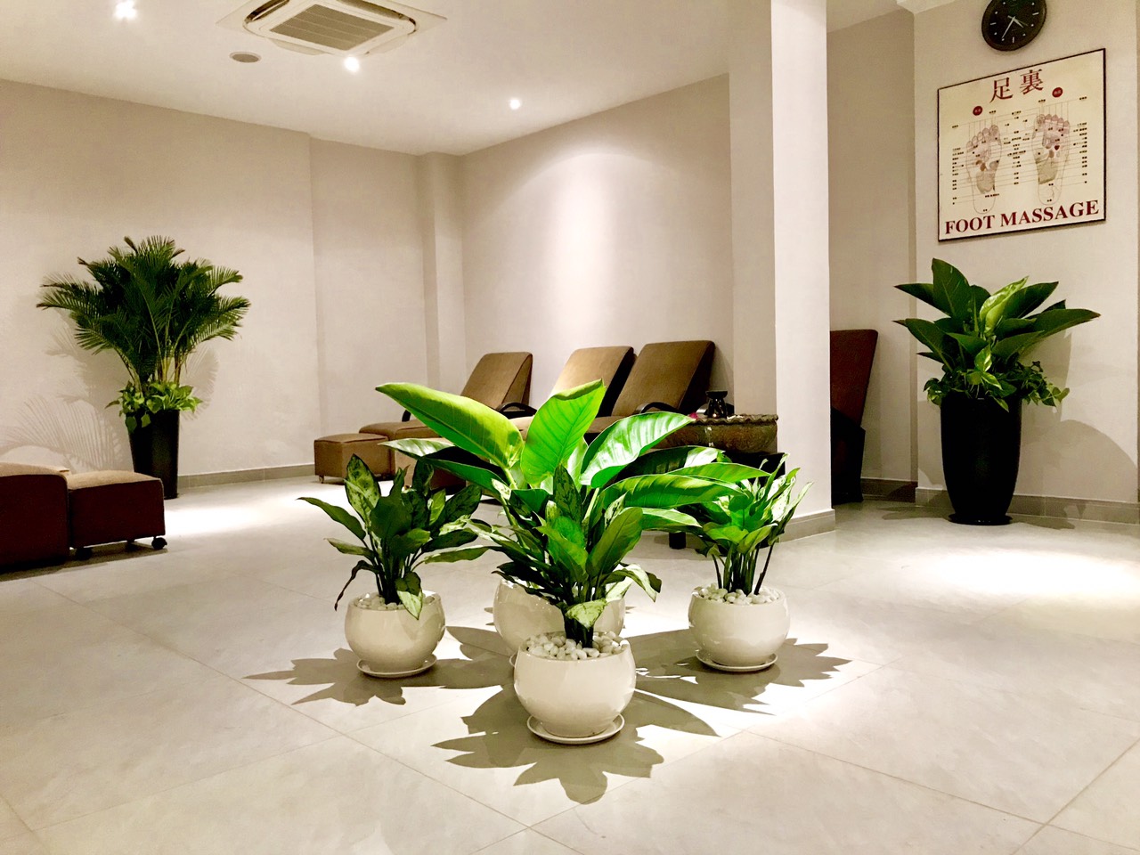 trầu bà đế vương xanh trầu bà đế vương xanh