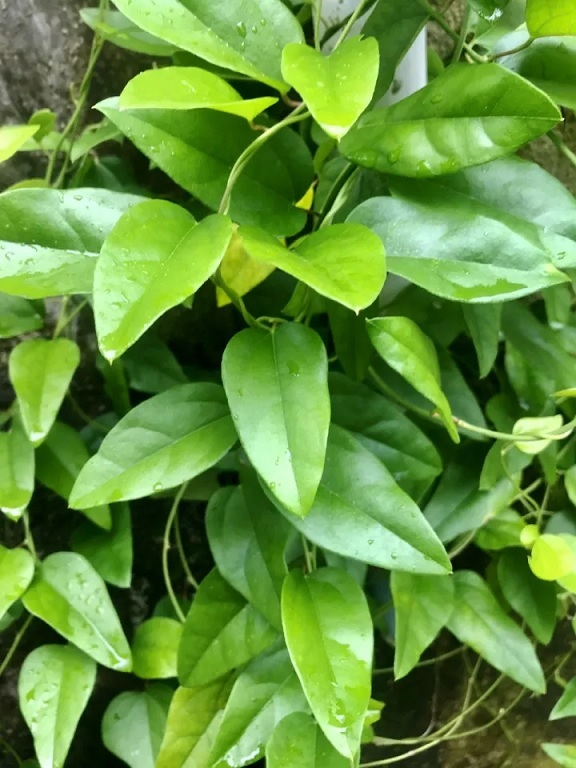 Cây giống sâm lá trơn Cây giống sâm lá trơn