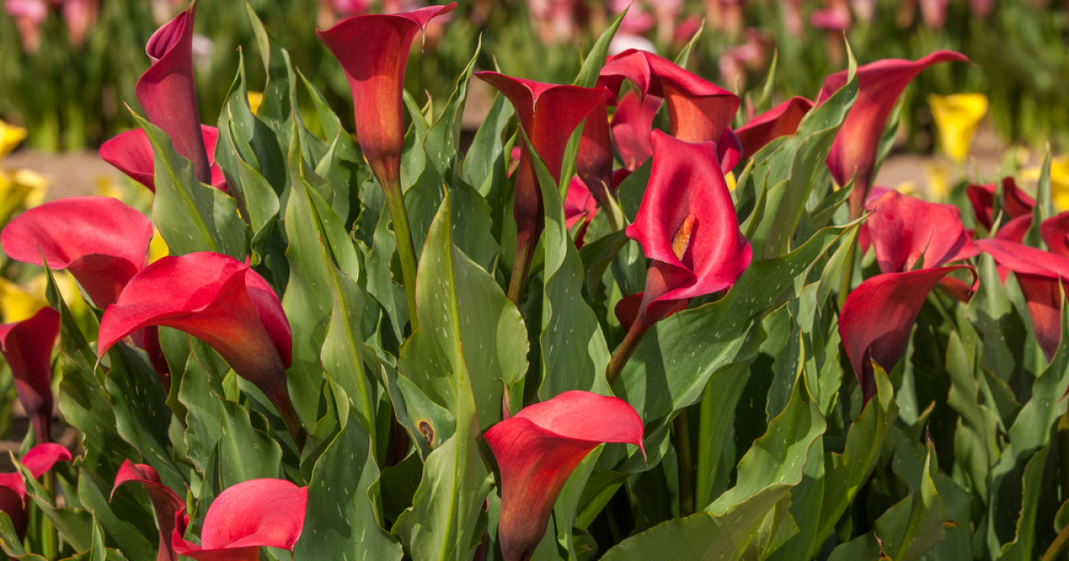 củ giống hoa rum ngoại Calla Lily ' VERMONT ' size 22/24 củ giống hoa rum ngoại Calla Lily ' VERMONT ' size 22/24