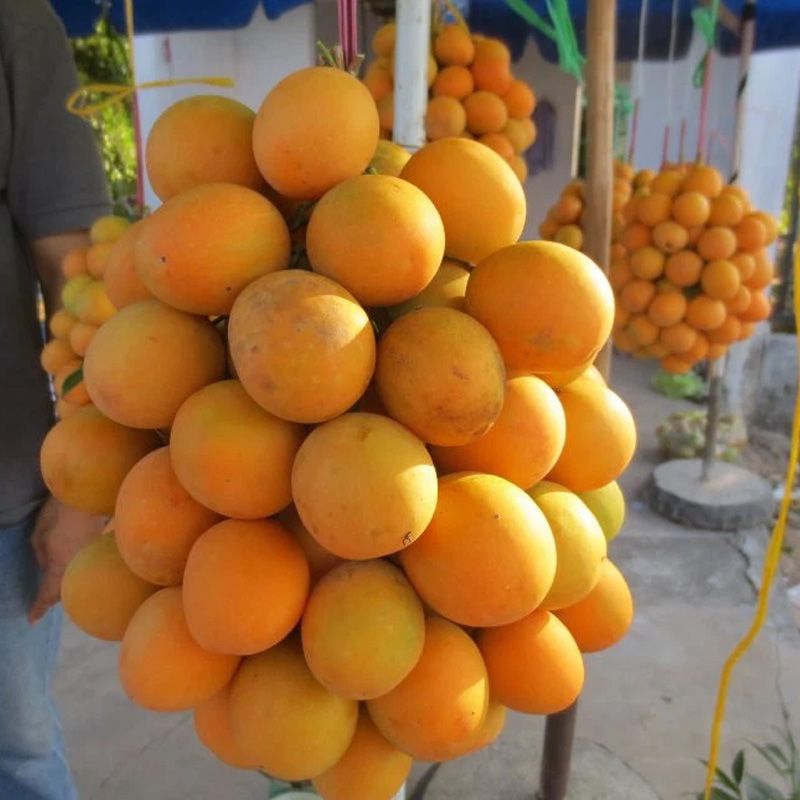 Cây thanh trà thái trái ngọt Cây thanh trà thái trái ngọt