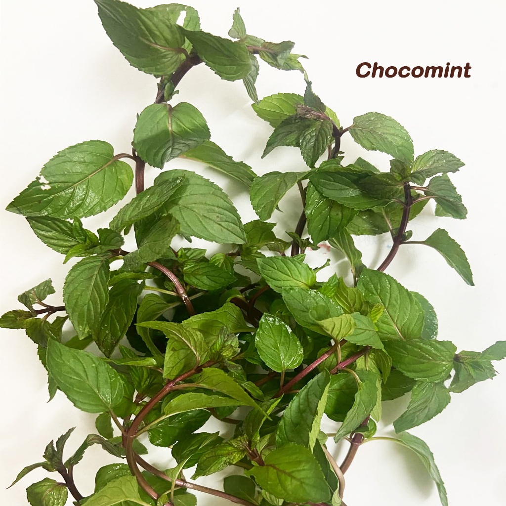 Cây Giống RAU húng Bạc Hà Sô cô la - Chocomint Cây Giống RAU húng Bạc Hà Sô cô la - Chocomint
