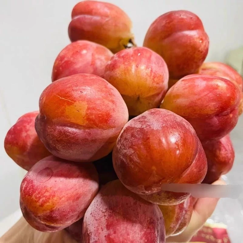 Giống Nho Red Tears - Nước mắt đỏ Siêu phẩm quả ngọt to nặng nhất thế giới Giống Nho Red Tears - Nước mắt đỏ Siêu phẩm quả ngọt to nặng nhất thế giới