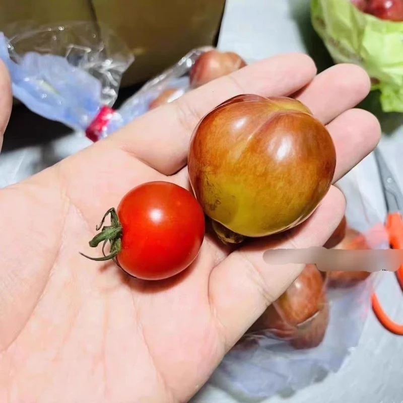 Giống Nho Red Tears - Nước mắt đỏ Siêu phẩm quả ngọt to nặng nhất thế giới Giống Nho Red Tears - Nước mắt đỏ Siêu phẩm quả ngọt to nặng nhất thế giới