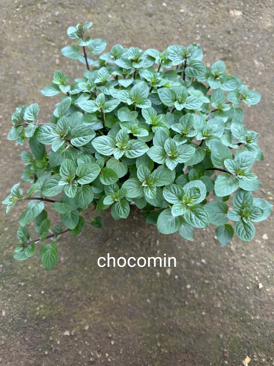 Cây Giống RAU húng Bạc Hà Sô cô la - Chocomint Cây Giống RAU húng Bạc Hà Sô cô la - Chocomint