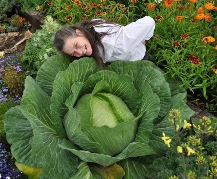 Hạt Giống Cải Bắp - Khổng Lồ 7kg Pháp (Brassica oleracea) Hạt Giống Cải Bắp - Khổng Lồ 7kg Pháp (Brassica oleracea)