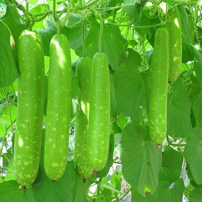 Hạt Giống Bầu Sao Trái Dài (Lagenaria siceraria) Hạt Giống Bầu Sao Trái Dài (Lagenaria siceraria)