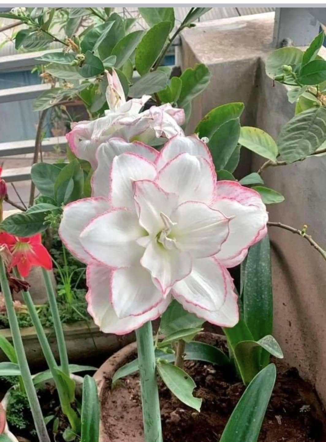 củ giống hoa huệ tây Amaryllis ' A3 ' củ giống hoa huệ tây Amaryllis ' A3 '