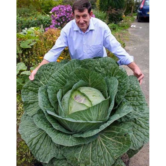 Hạt Giống Cải Bắp - Khổng Lồ 7kg Pháp (Brassica oleracea) Hạt Giống Cải Bắp - Khổng Lồ 7kg Pháp (Brassica oleracea)