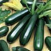 Hạt Giống Bí Ngòi Xanh - Dark (Cucurbirta pepo)