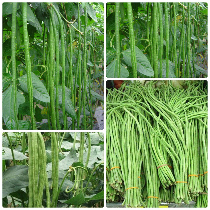Hạt Giống Đậu Đũa Xanh (Vigna unguiculata sesquipedalis) Hạt Giống Đậu Đũa Xanh (Vigna unguiculata sesquipedalis)