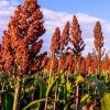 Hạt Giống Bo Bo - (Hạt Ý Dĩ) - Thực phẩm Giàu Dinh Dưỡng cho chăn nuôi