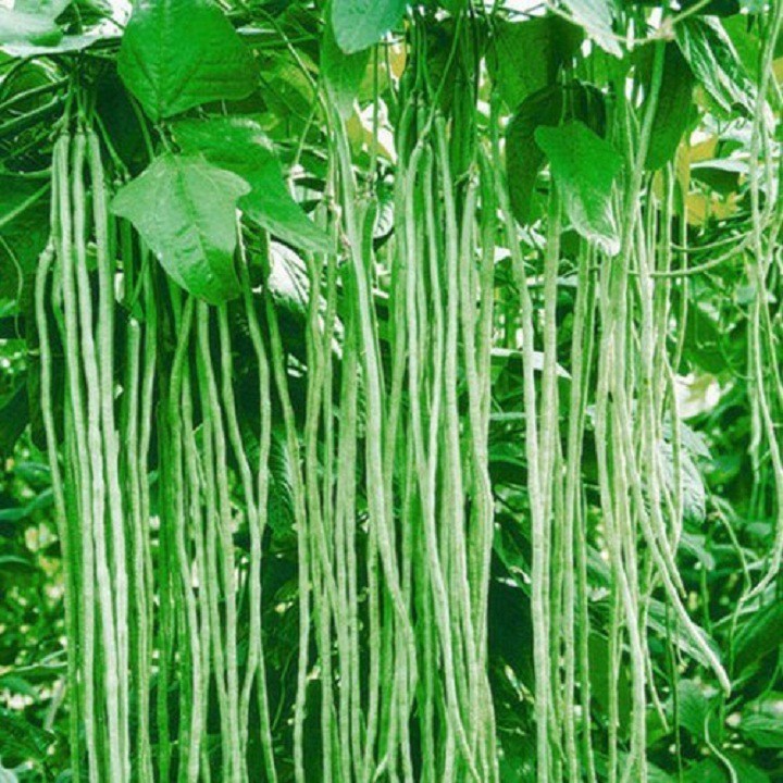 Hạt Giống Đậu Đũa Xanh (Vigna unguiculata sesquipedalis) Hạt Giống Đậu Đũa Xanh (Vigna unguiculata sesquipedalis)