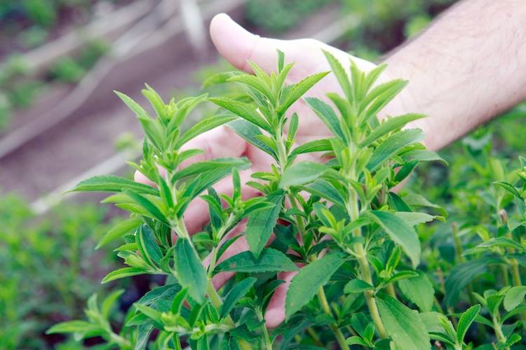 Hạt Giống Bạc Hà Mexico - Thơm, Dễ Trồng (Tagetes lucida) Hạt Giống Bạc Hà Mexico - Thơm, Dễ Trồng (Tagetes lucida)