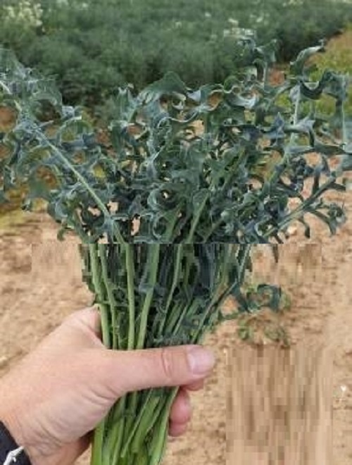 Hạt Giống Cải Xoăn Kale Siêu Rong Biển Hạt Giống Cải Xoăn Kale Siêu Rong Biển