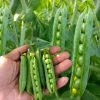 Hạt Giống Đậu Hà Lan - Leo Siêu Ngon Sugar Snap (Pisum sativum)