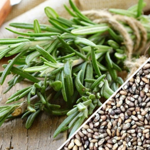 Hạt giống Oregano thảo mộc Hy Lạp Hạt giống Oregano thảo mộc Hy Lạp